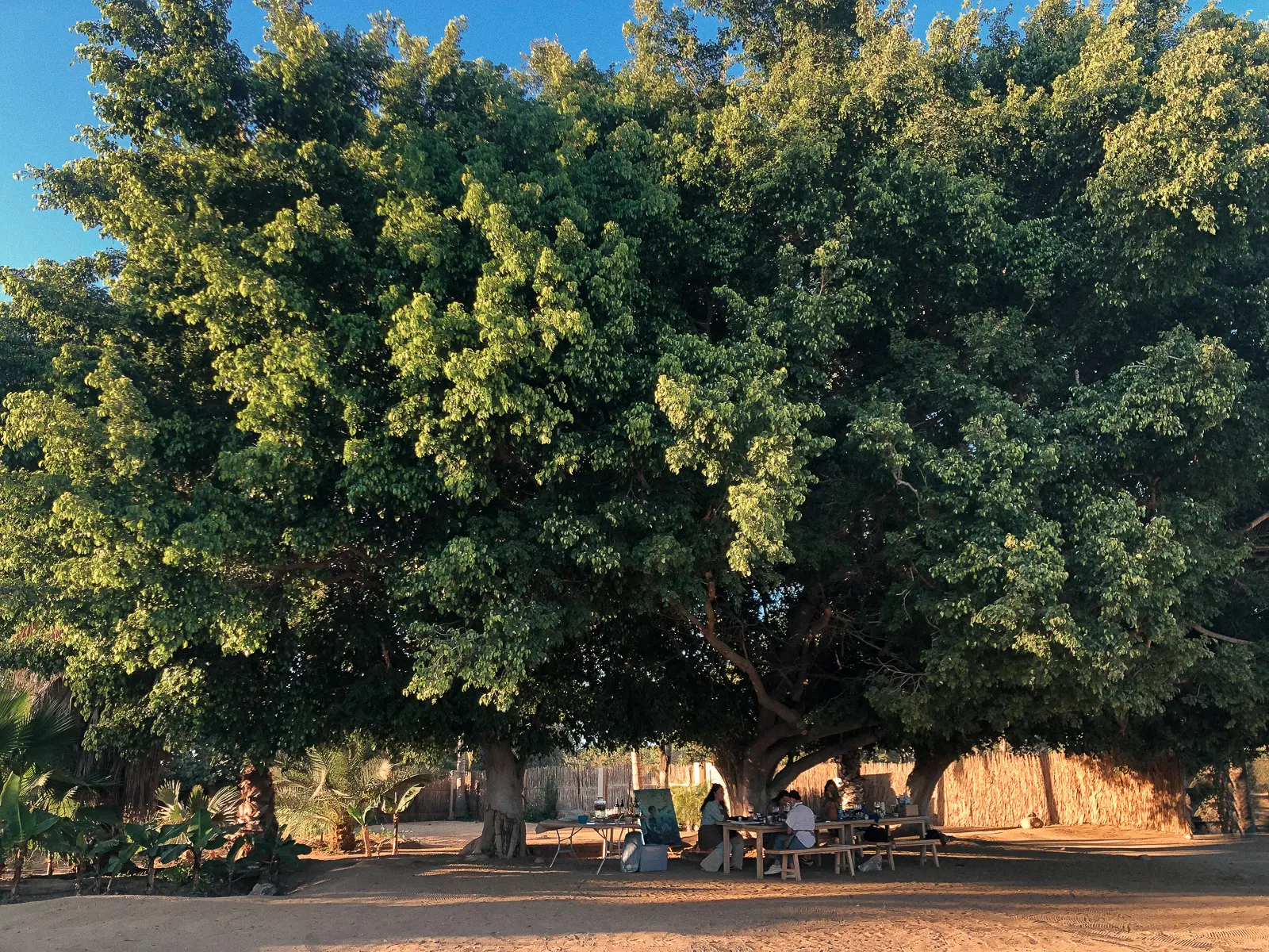 Gran Árbol Proyecto Palmita Gran Árbol Proyecto Palmita